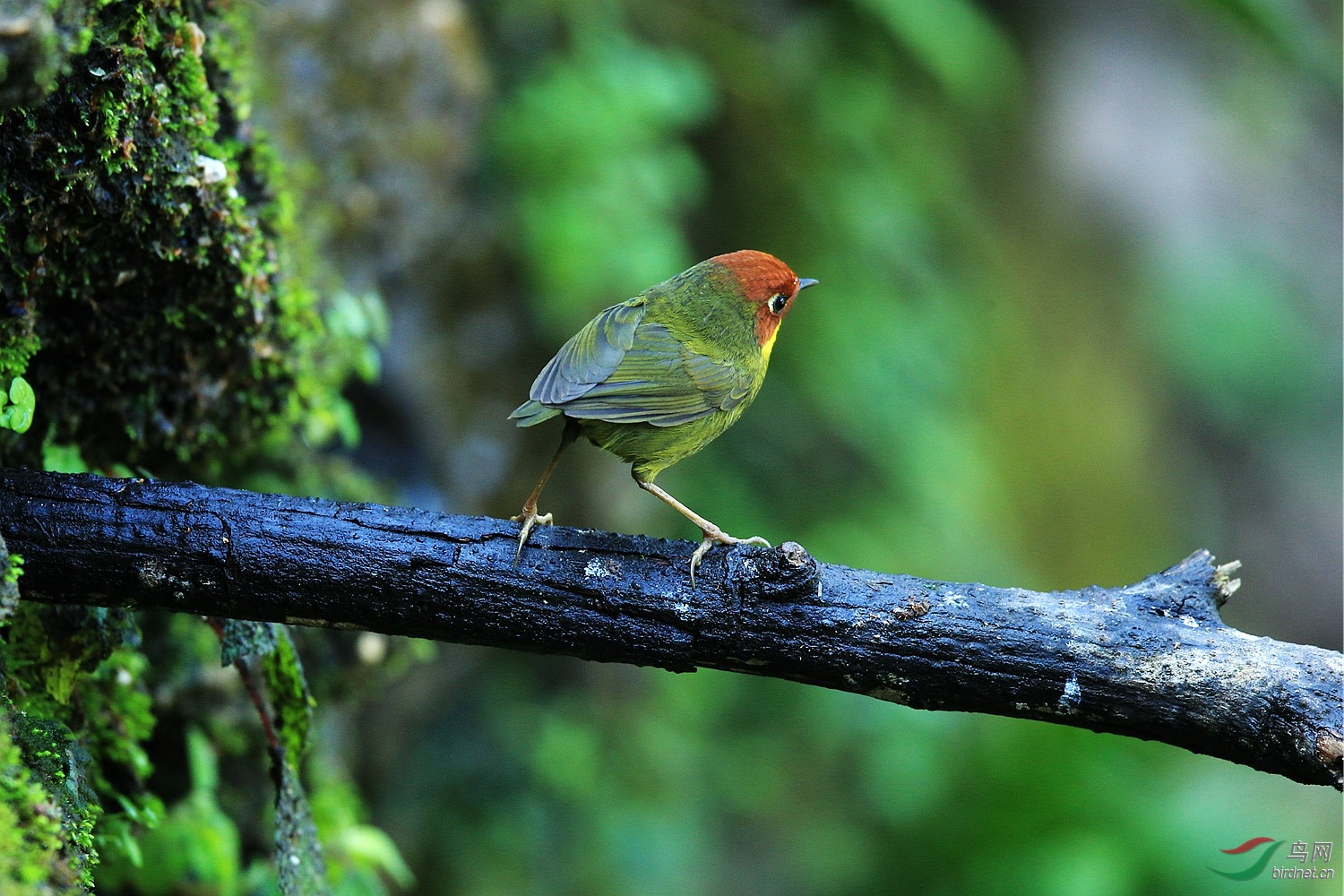 (栗头树莺)祝元宵节快乐!(图2获鸟网首页精华)