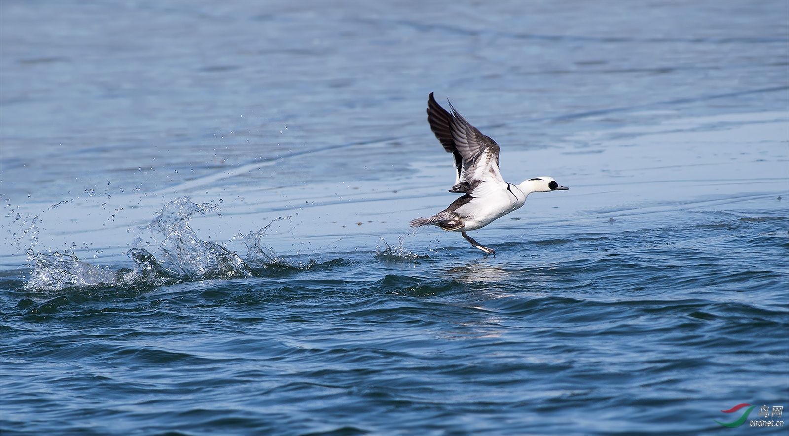 北海公园的白秋沙鸭祝元宵节快乐