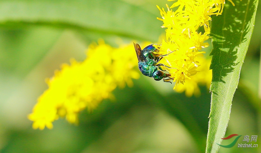 小蓝蜂送祝福元宵节快乐