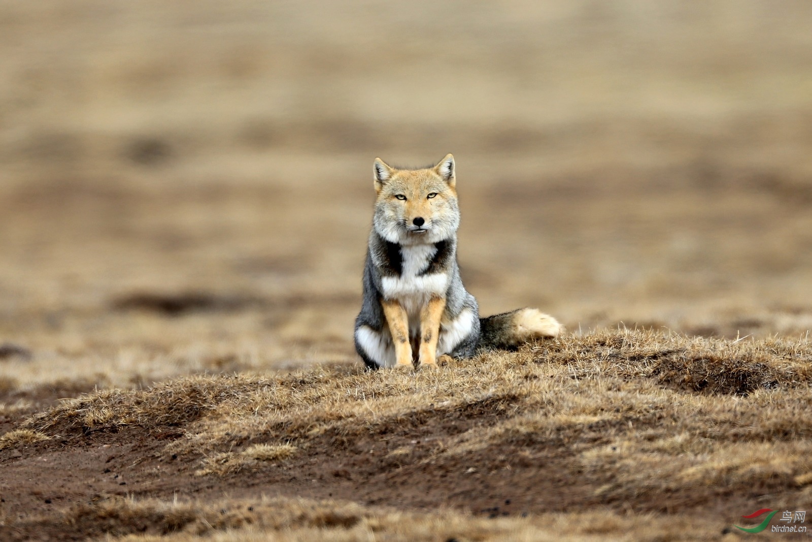 祝大家元宵节快乐藏狐