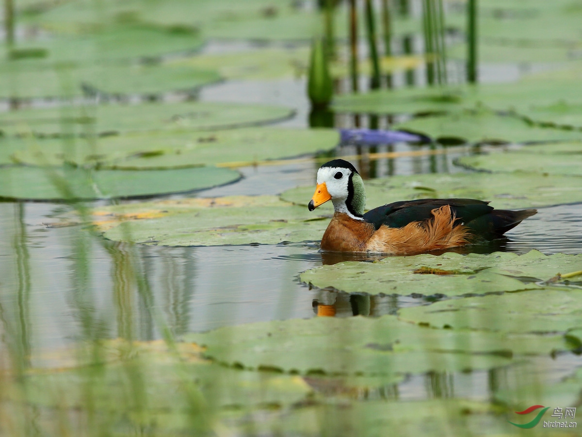 国外埃塞俄比亚拍鸟雁鸭