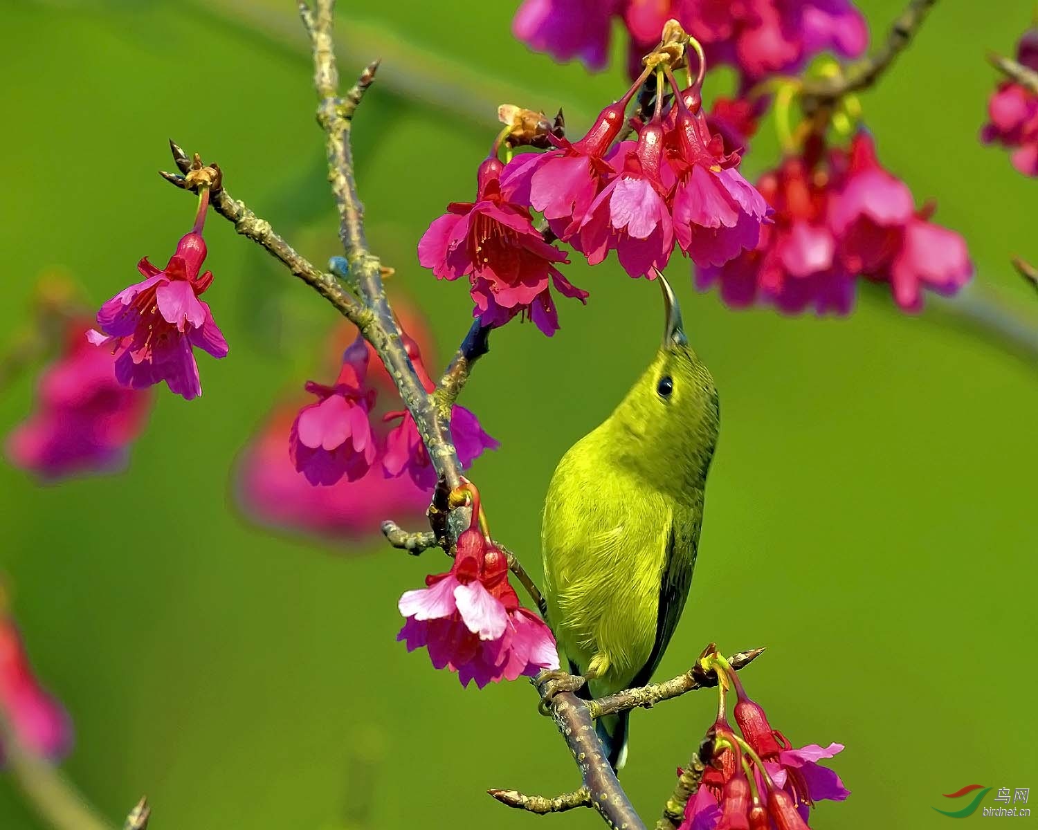 祝大家拍鸟好运!