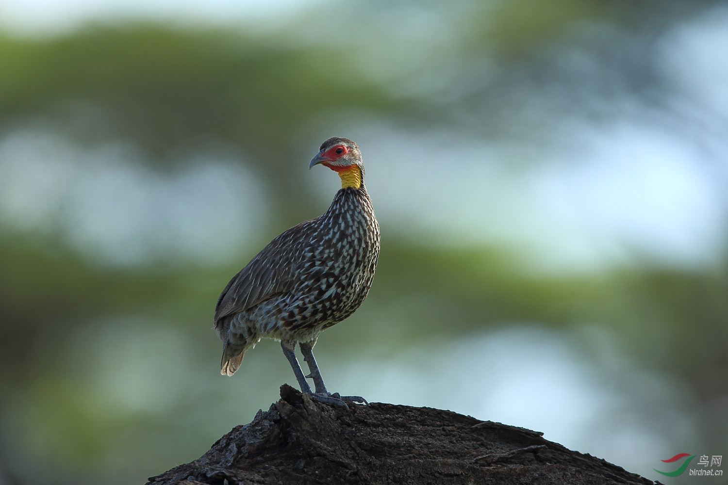 来自东非的"黄喉裸颈鹧鸪"