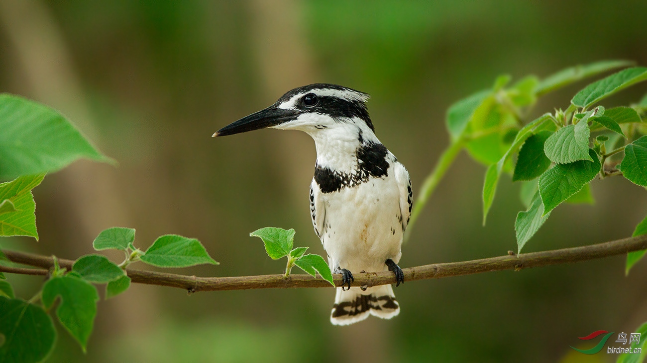 矜持的斑斑妹子