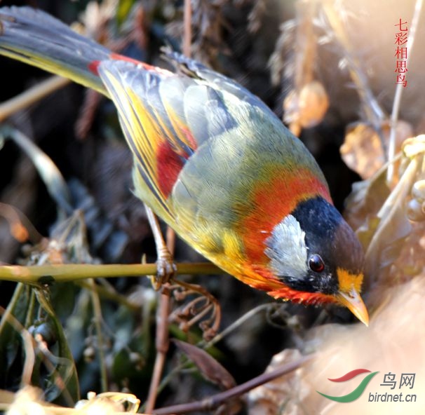 七彩相思鸟