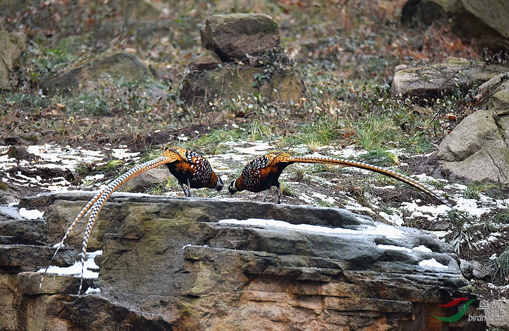 DSC_7255_����.jpg