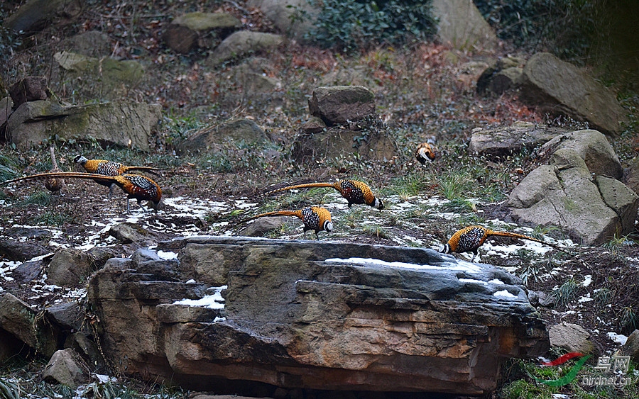 DSC_7354_����.jpg