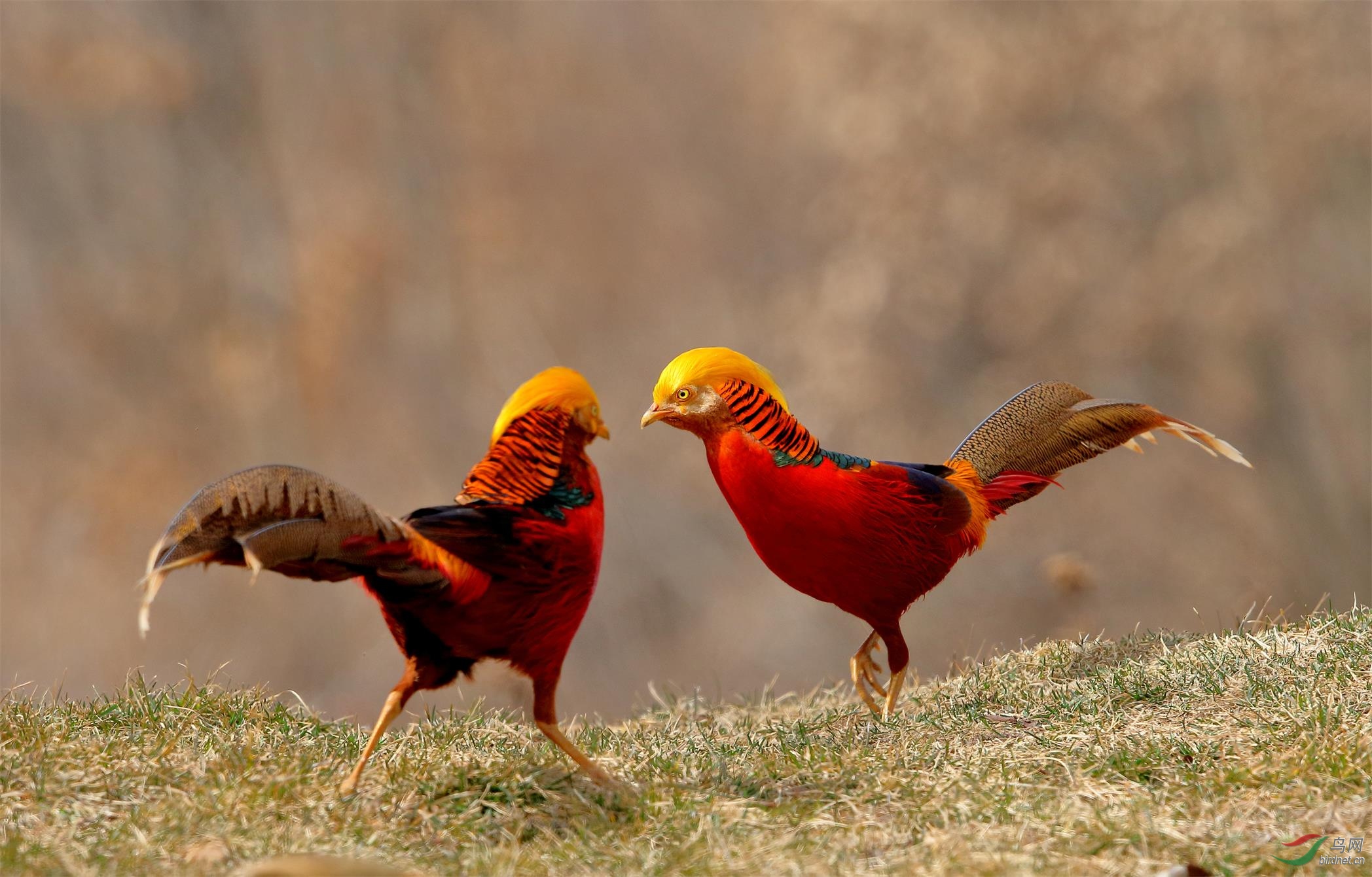 红腹锦鸡春节拍摄于河南信阳