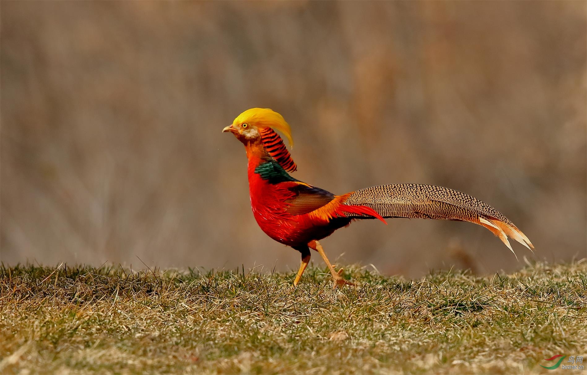 红腹锦鸡春节拍摄于河南信阳