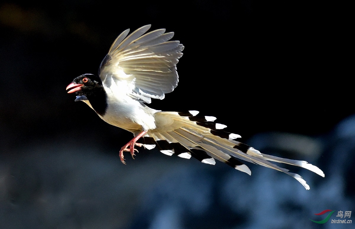 奥森的红嘴蓝尾鹊 - 林鸟版 鸟网