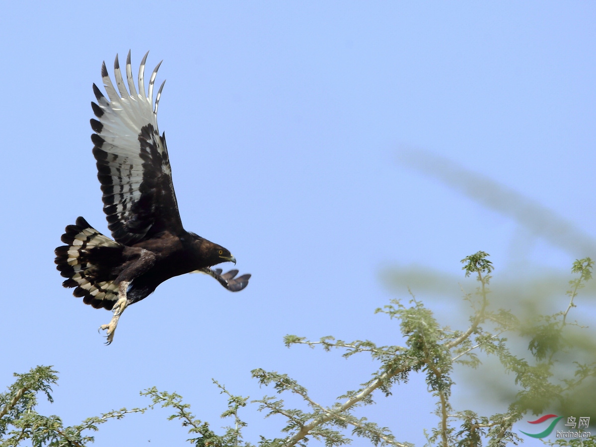 国外埃塞俄比亚拍鸟长冠鹰雕