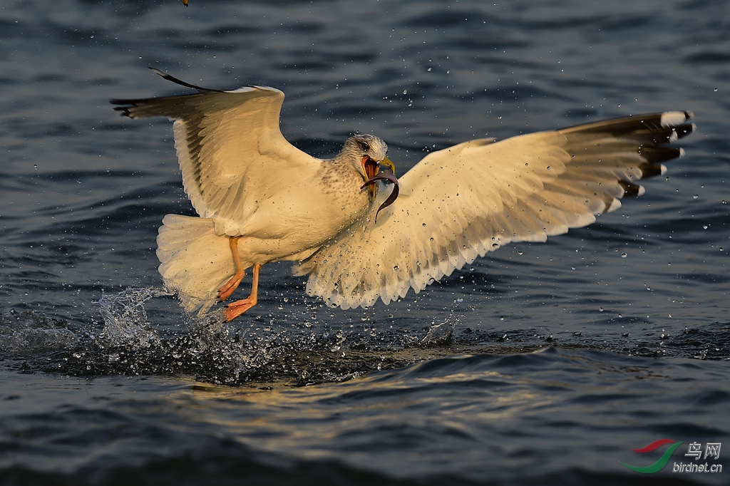 海鸥捕食