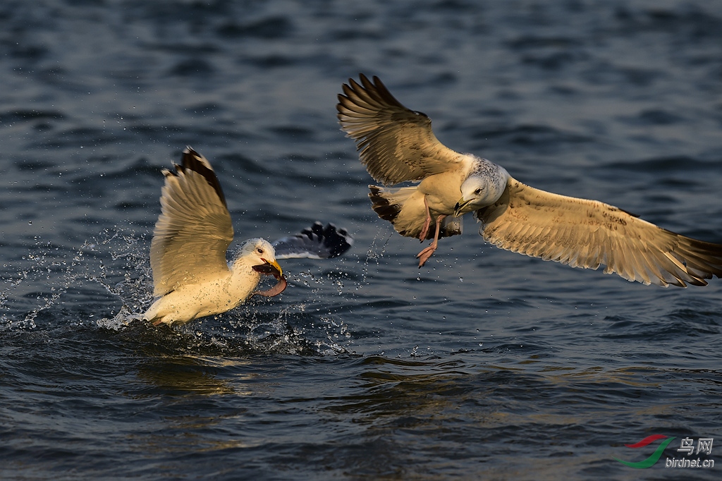 海鸥捕食