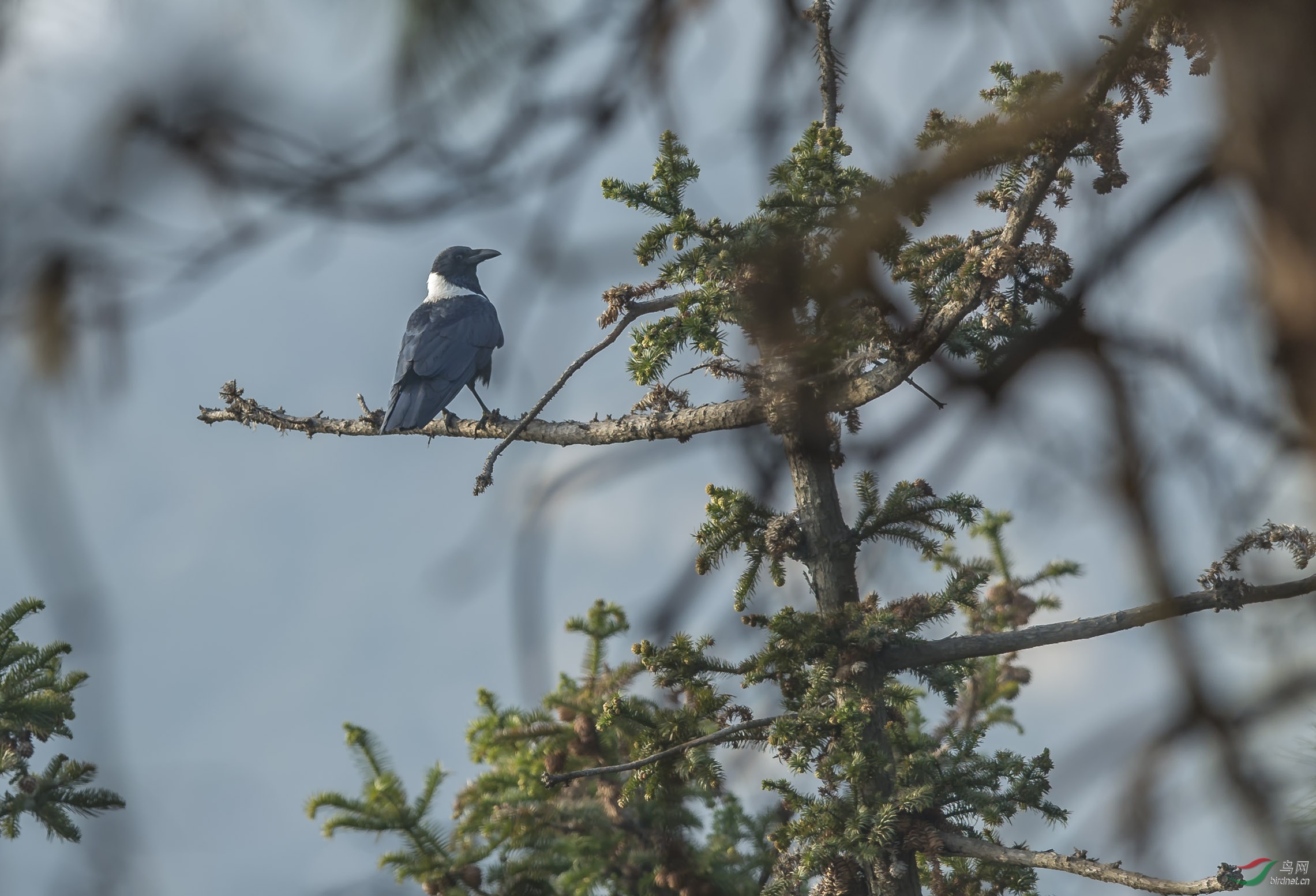 生境白颈鸦
