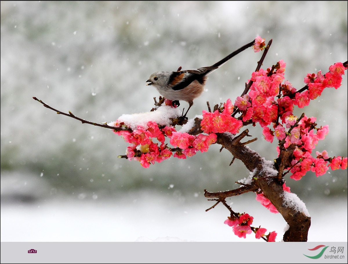 梅鸟雪