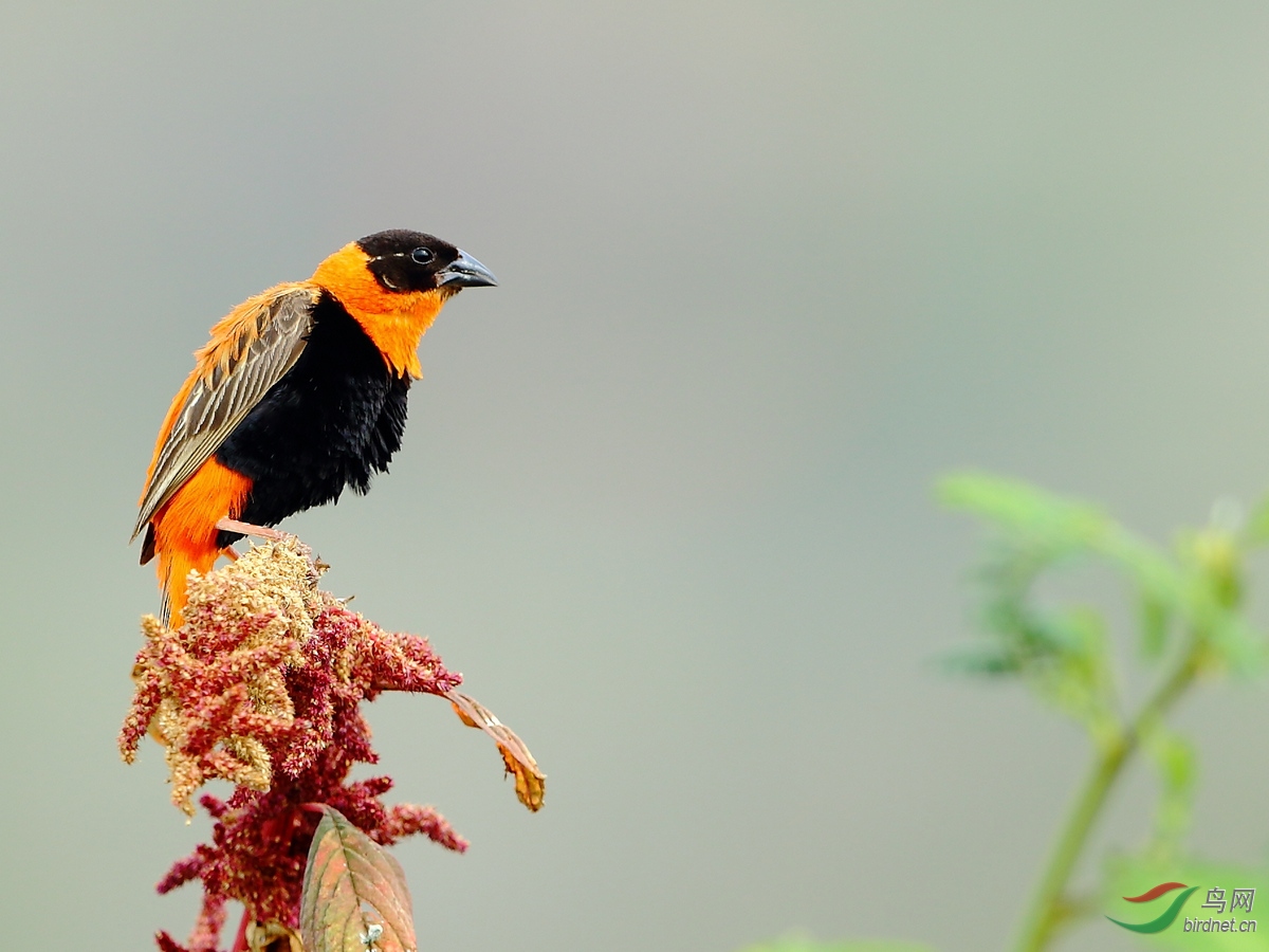 [国外] 埃塞俄比亚拍鸟---橙巧织雀