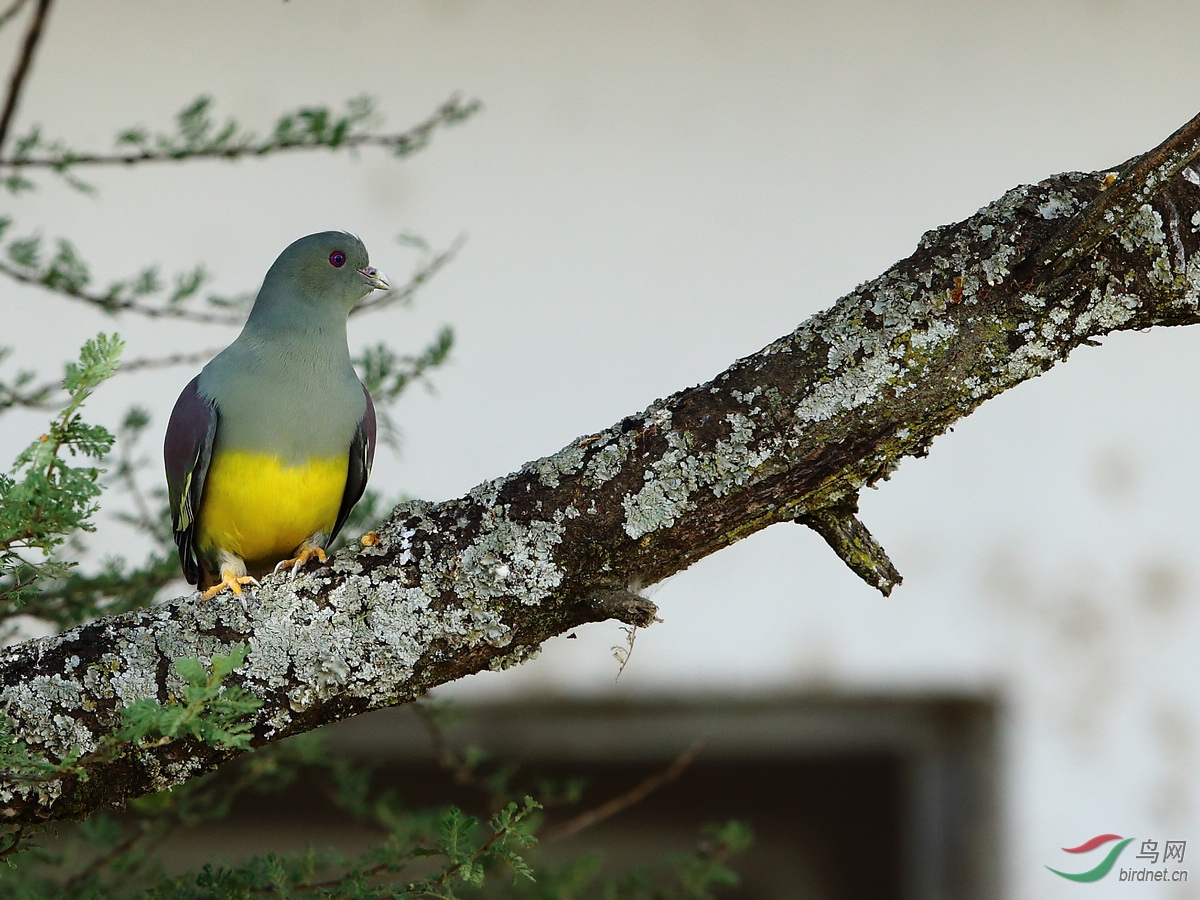 埃塞俄比亚拍鸟-鸠鸽