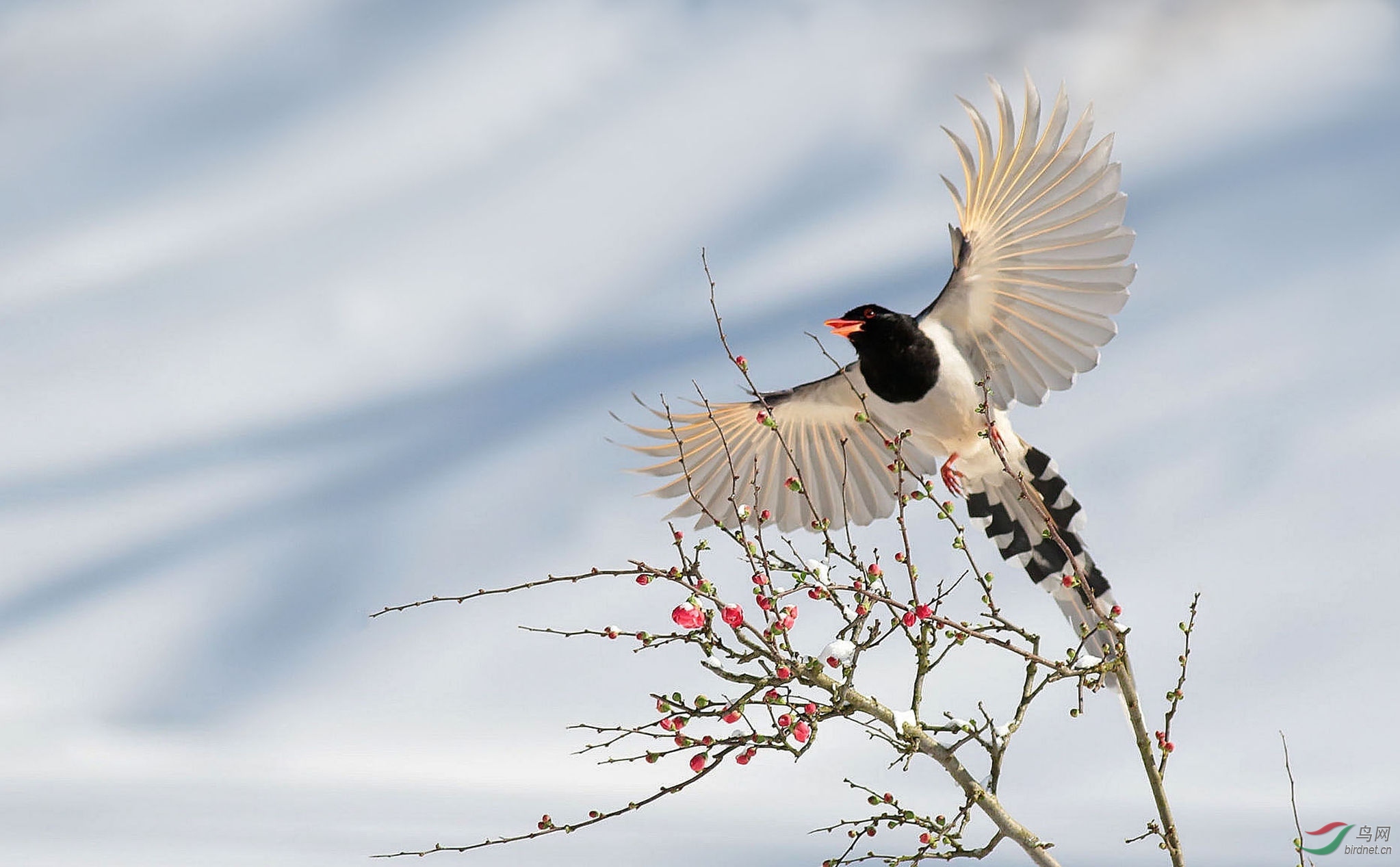 [林鸟] 红嘴蓝鹊--喜上眉梢 (四)