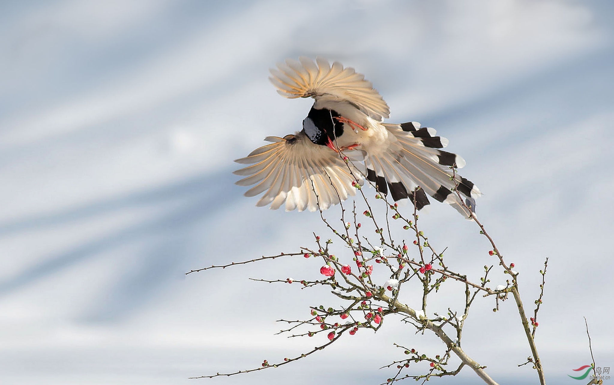 林鸟红嘴蓝鹊喜上眉梢四