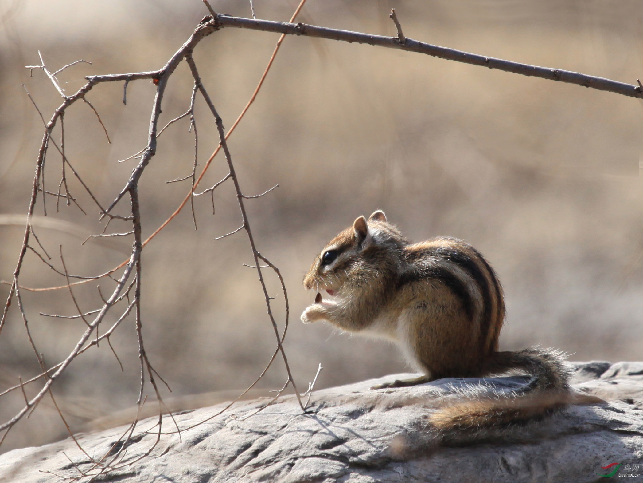 [哺乳] 三彩松鼠--奥森