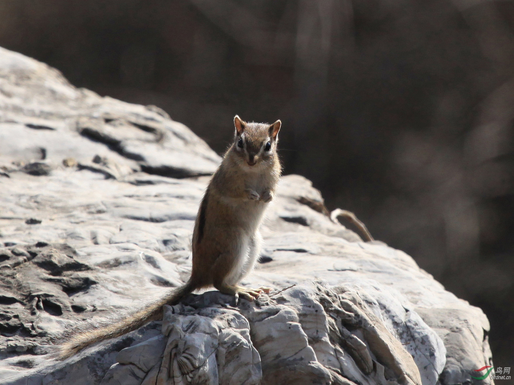 [哺乳] 三彩松鼠--奥森