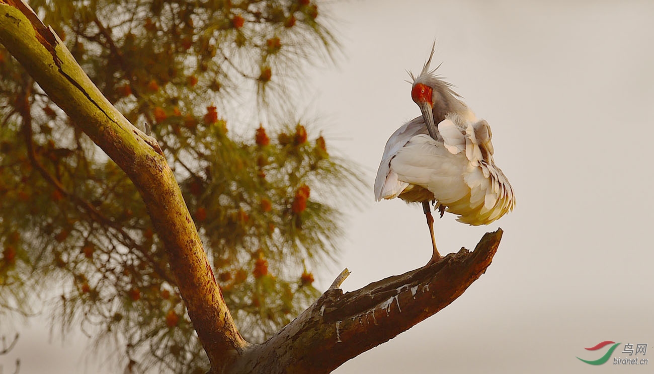 朱鹮国宝朱鹮荣获鸟网首页每日精华