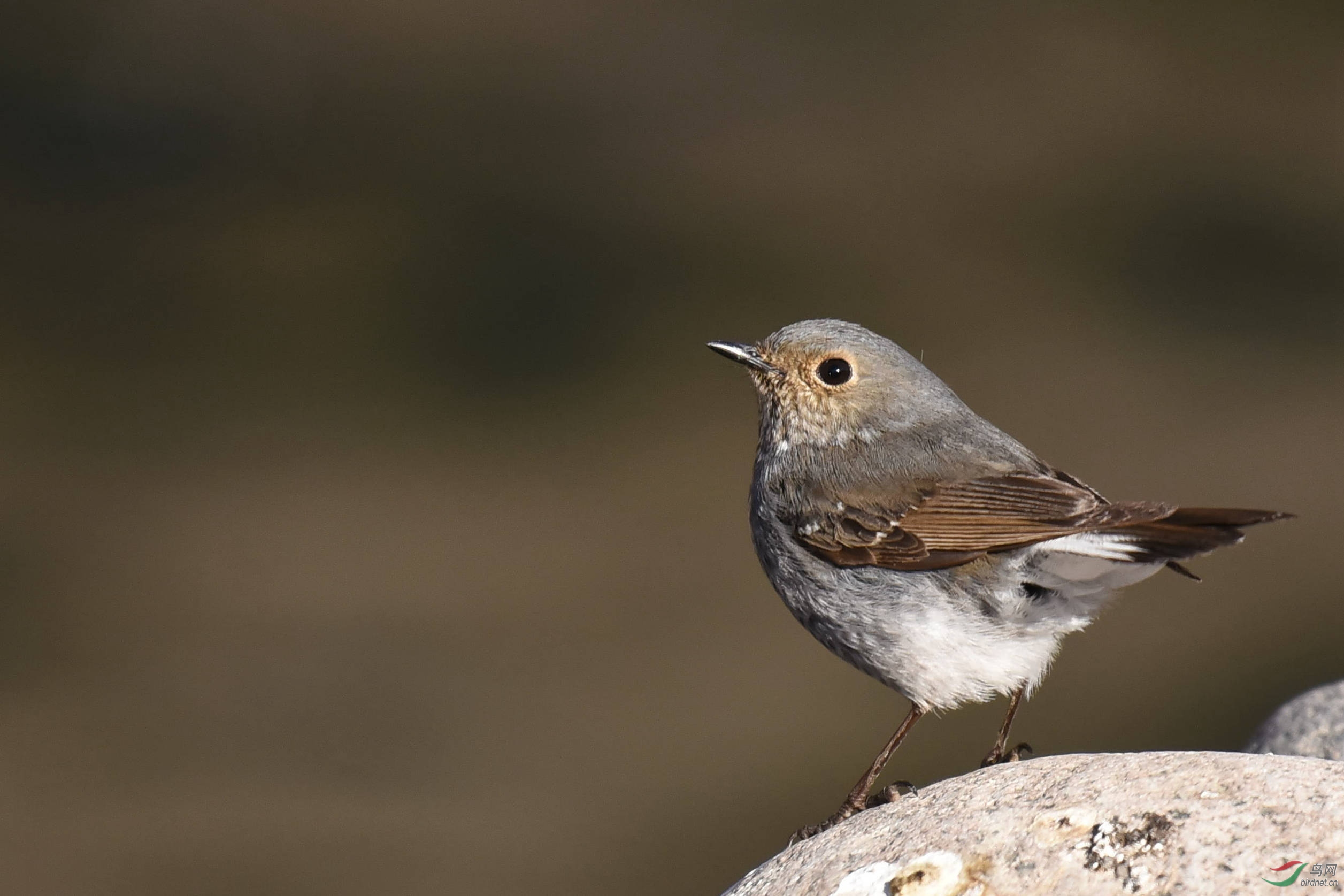 首次十渡拍鸟儿——红尾水鸲