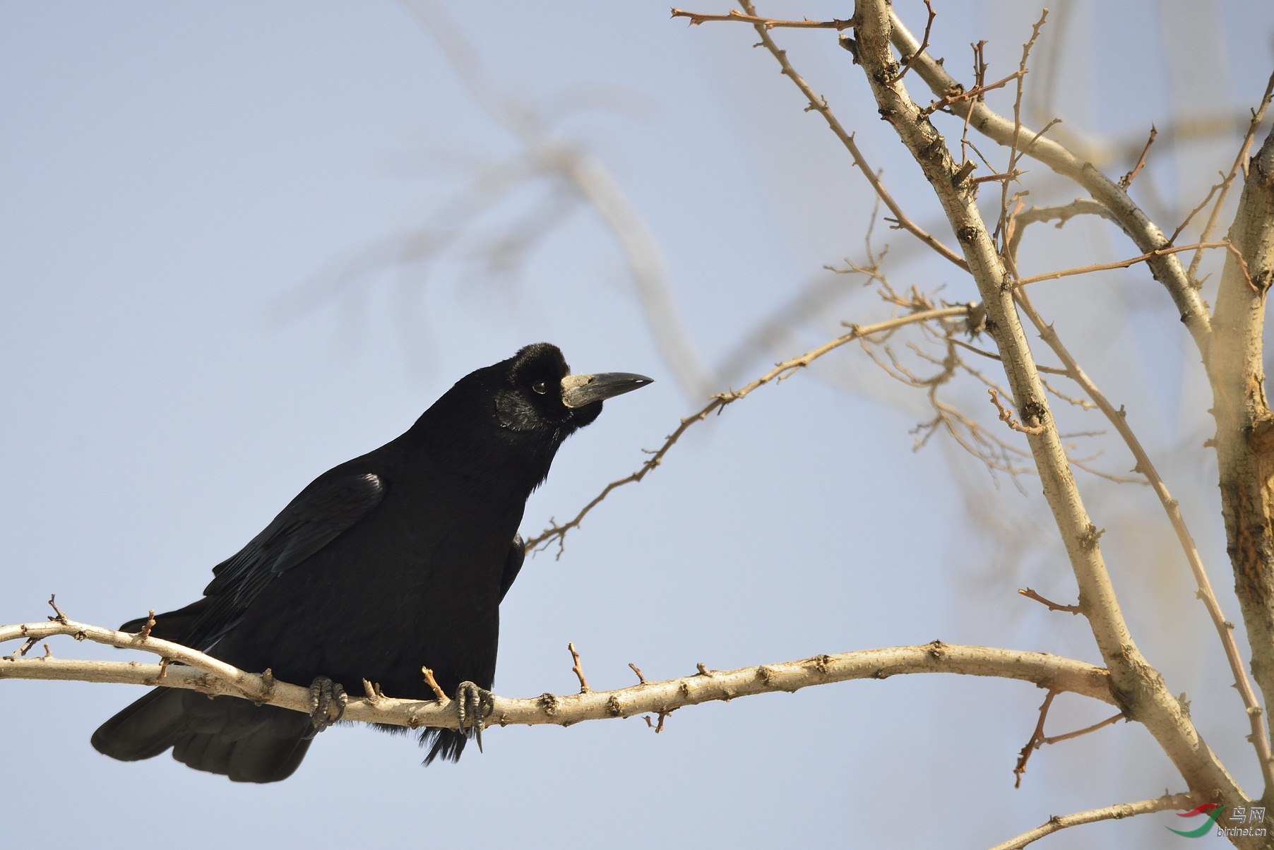 秃鼻乌鸦