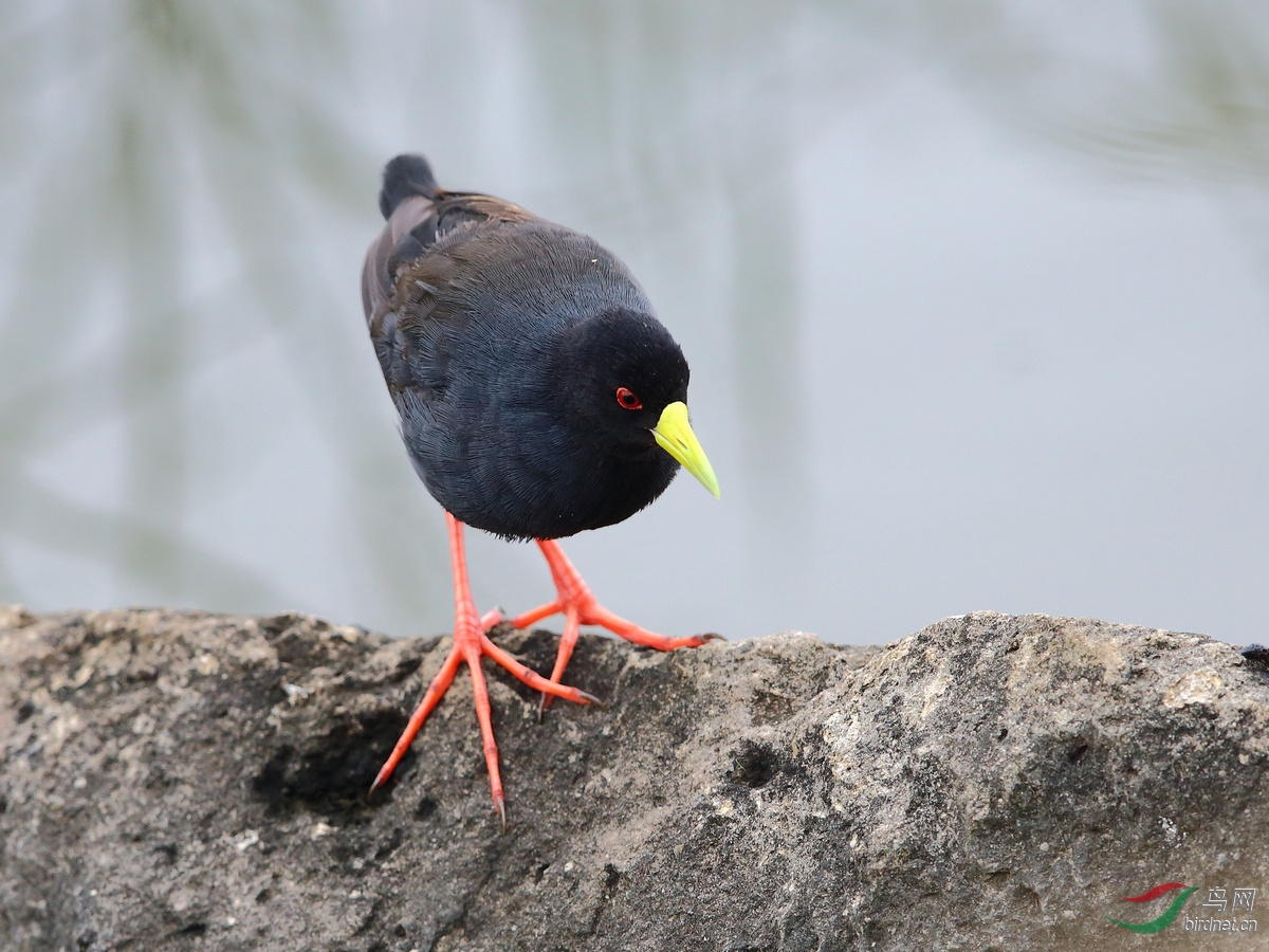 国外埃塞俄比亚拍鸟黑苦厄鸟