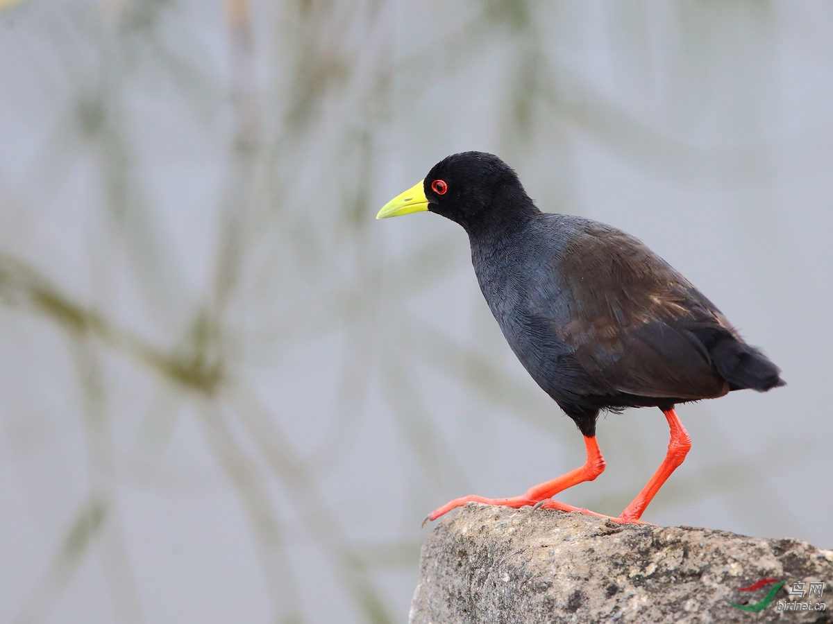 国外埃塞俄比亚拍鸟黑苦厄鸟