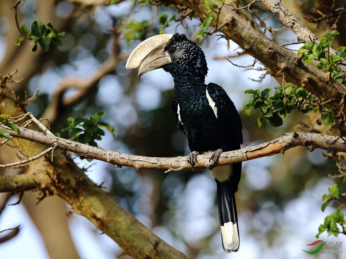 埃塞俄比亚拍鸟--银颊噪犀鸟