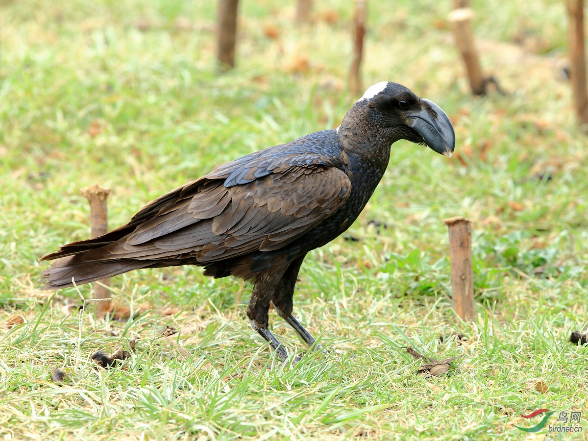 埃塞俄比亚拍鸟--厚嘴渡鸦