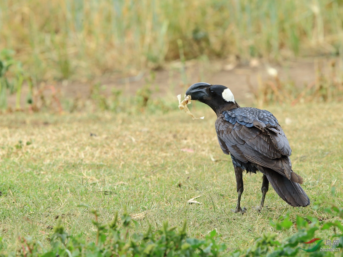 埃塞俄比亚拍鸟--厚嘴渡鸦