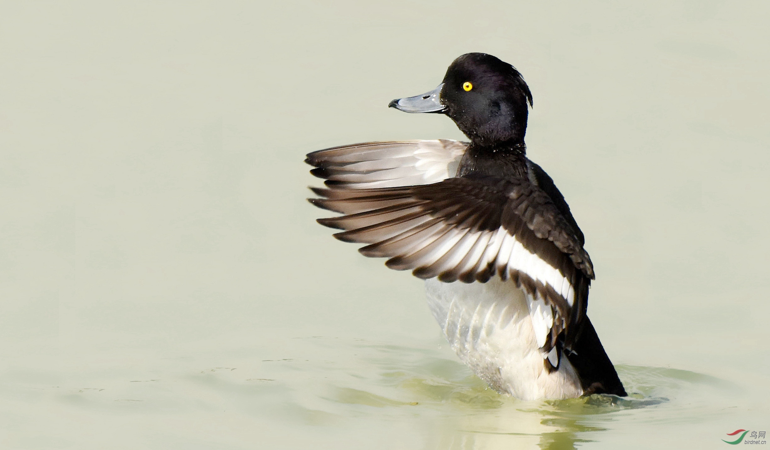 凤头潜鸭gg欢迎您
