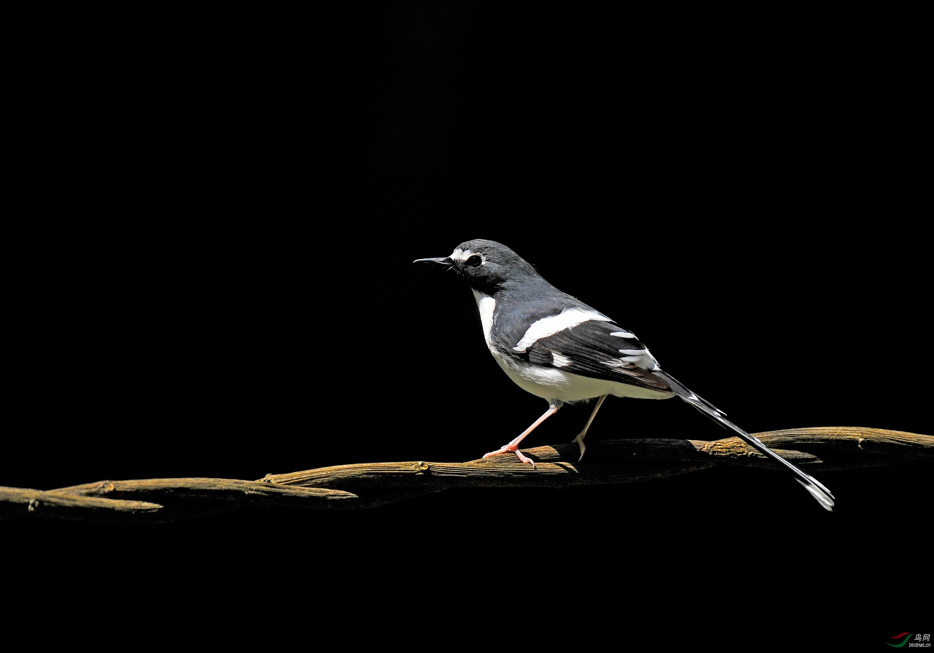 黑暗给我黑色的眼睛灰背燕尾