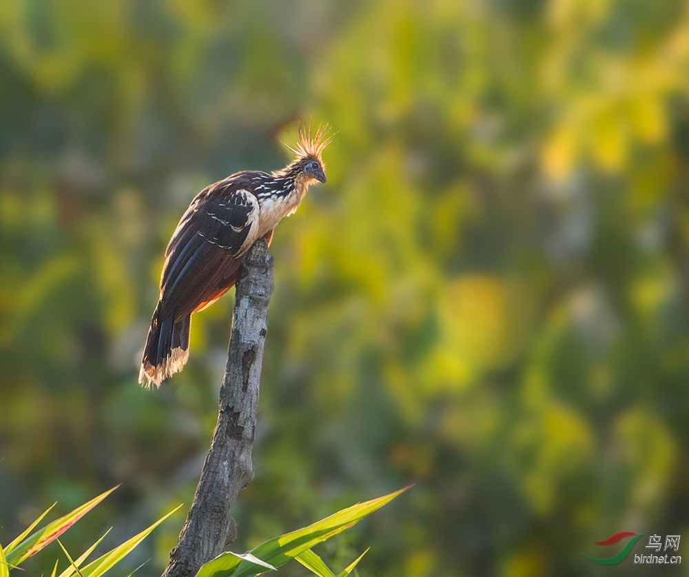 麝雉现存最原始的鸟类麝雉