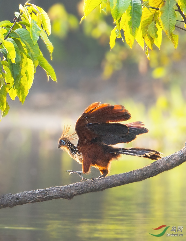 麝雉现存最原始的鸟类麝雉