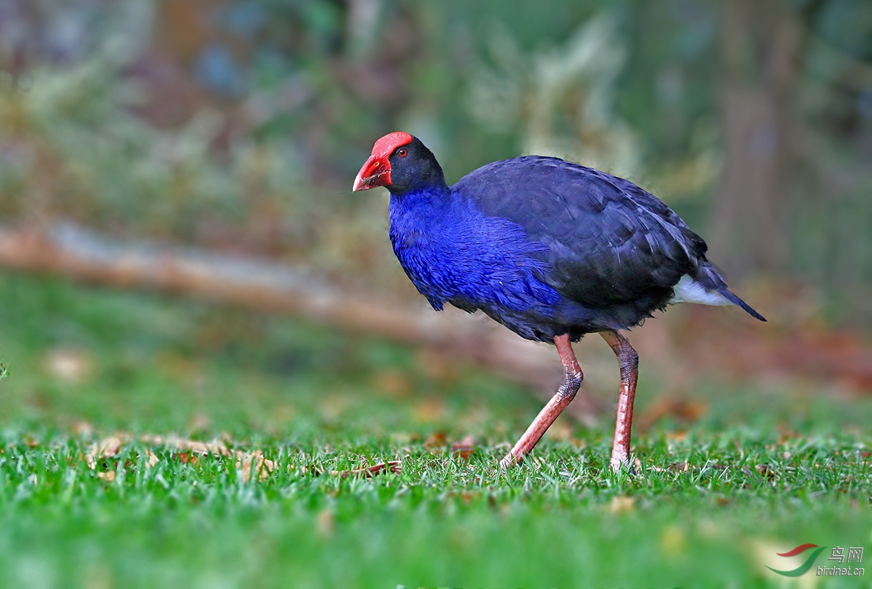 澳洲紫水鸡 毛利语名字pukeko