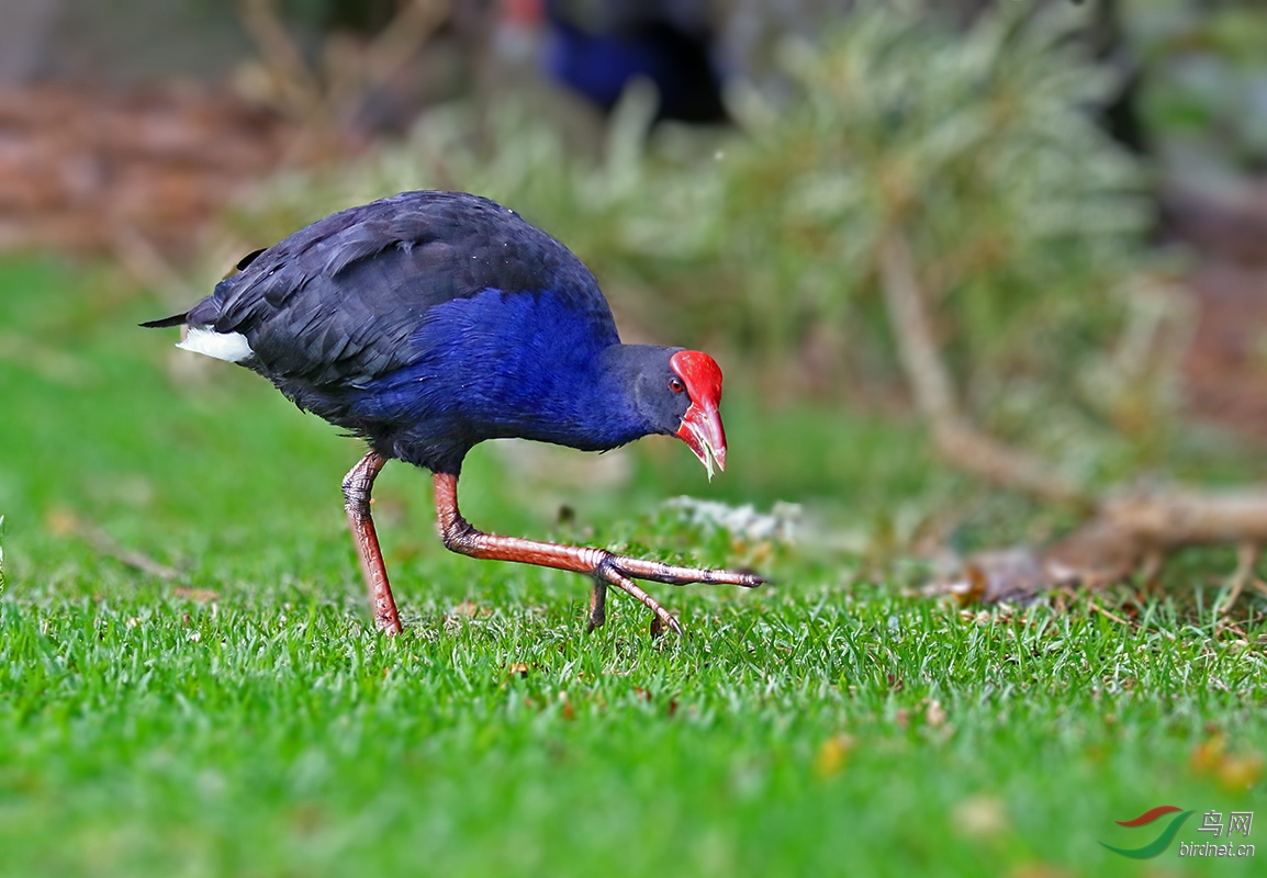 澳洲紫水鸡 毛利语名字pukeko