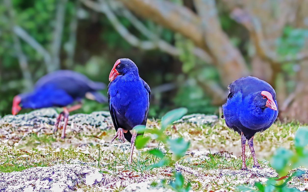 澳洲紫水鸡 毛利语名字pukeko