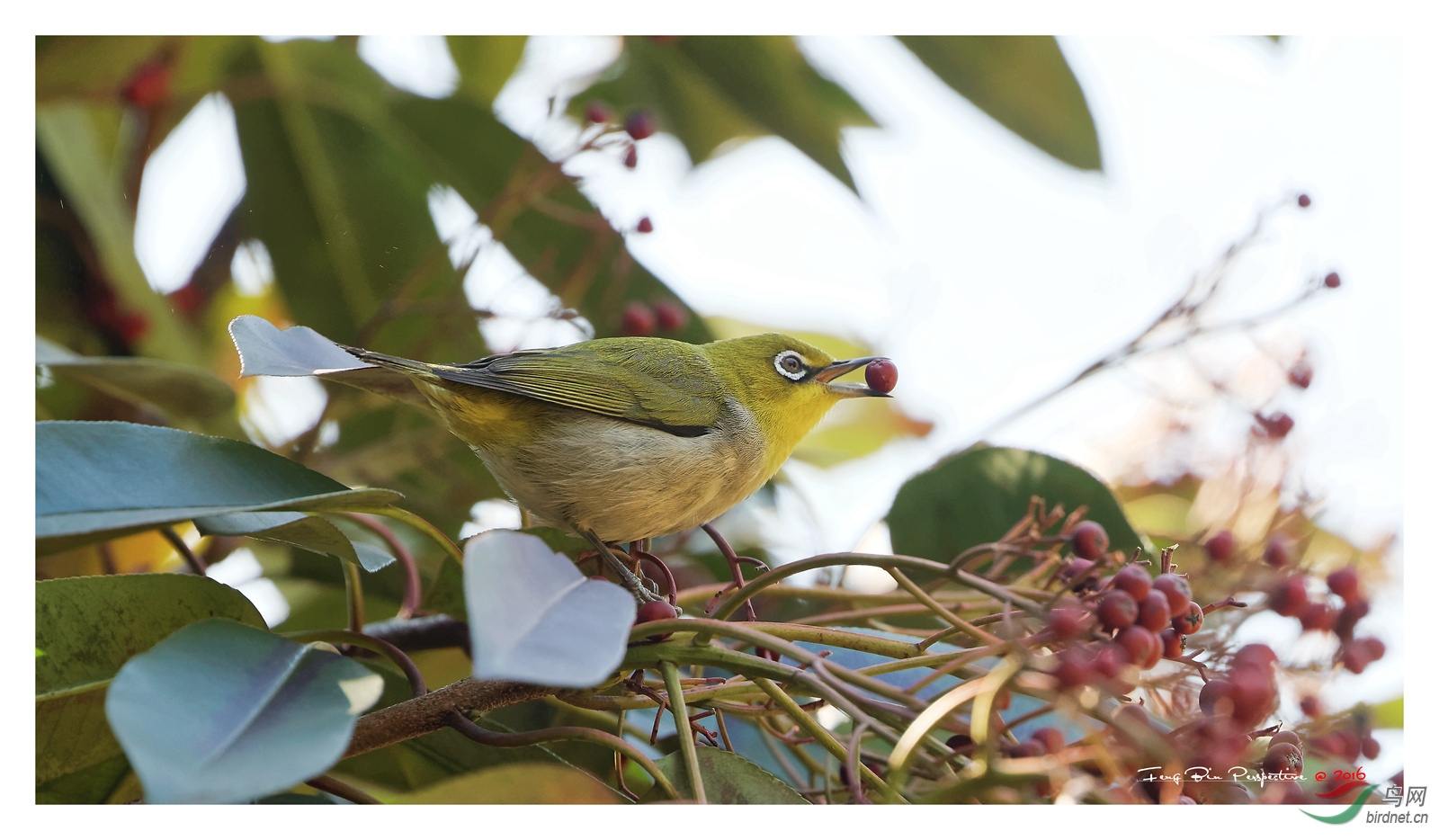 400doii大绿兔实拍欣赏