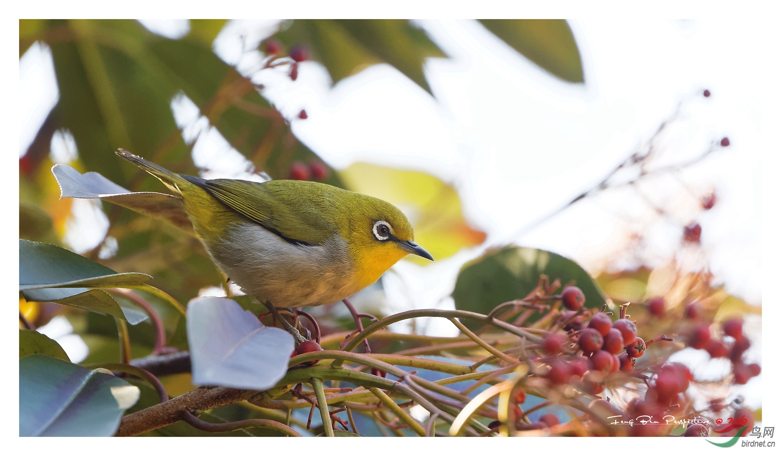 400doii大绿兔实拍欣赏