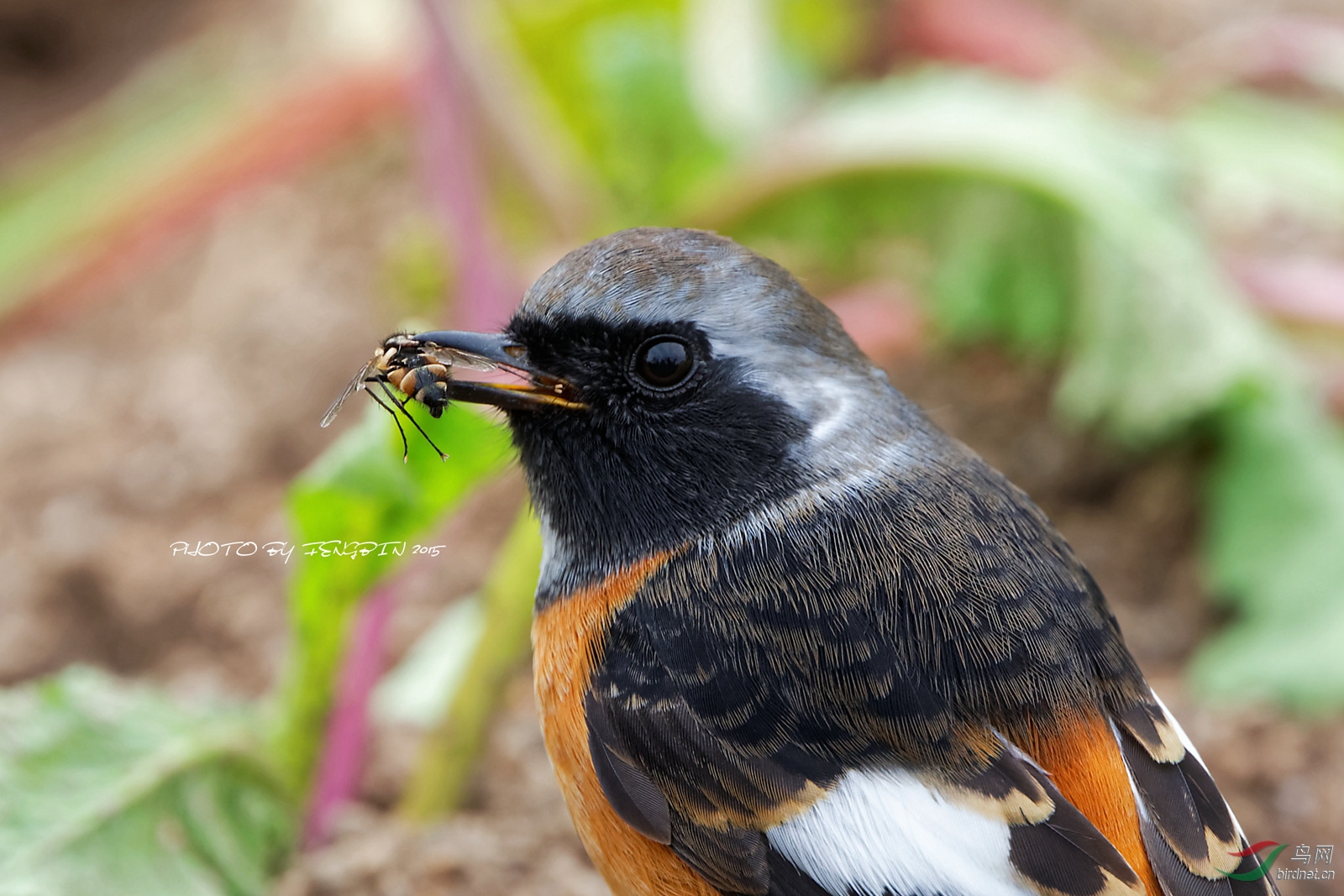 400doii大绿兔实拍欣赏