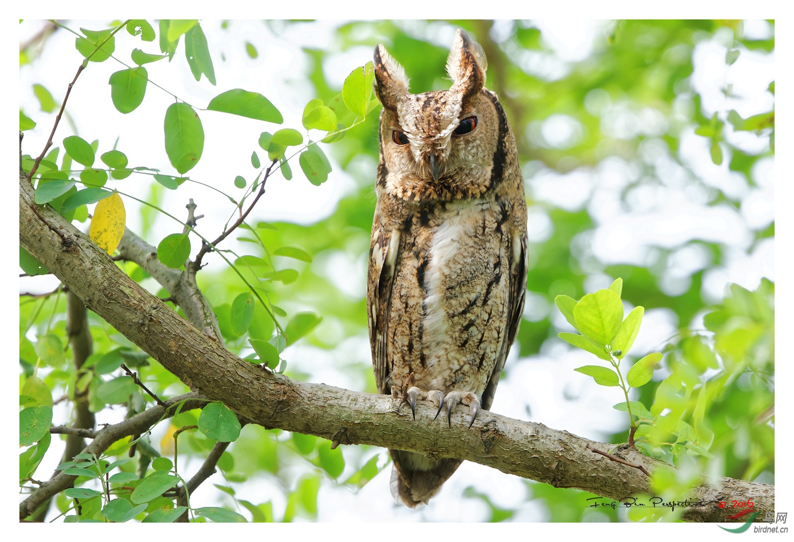 400doii大绿兔实拍欣赏