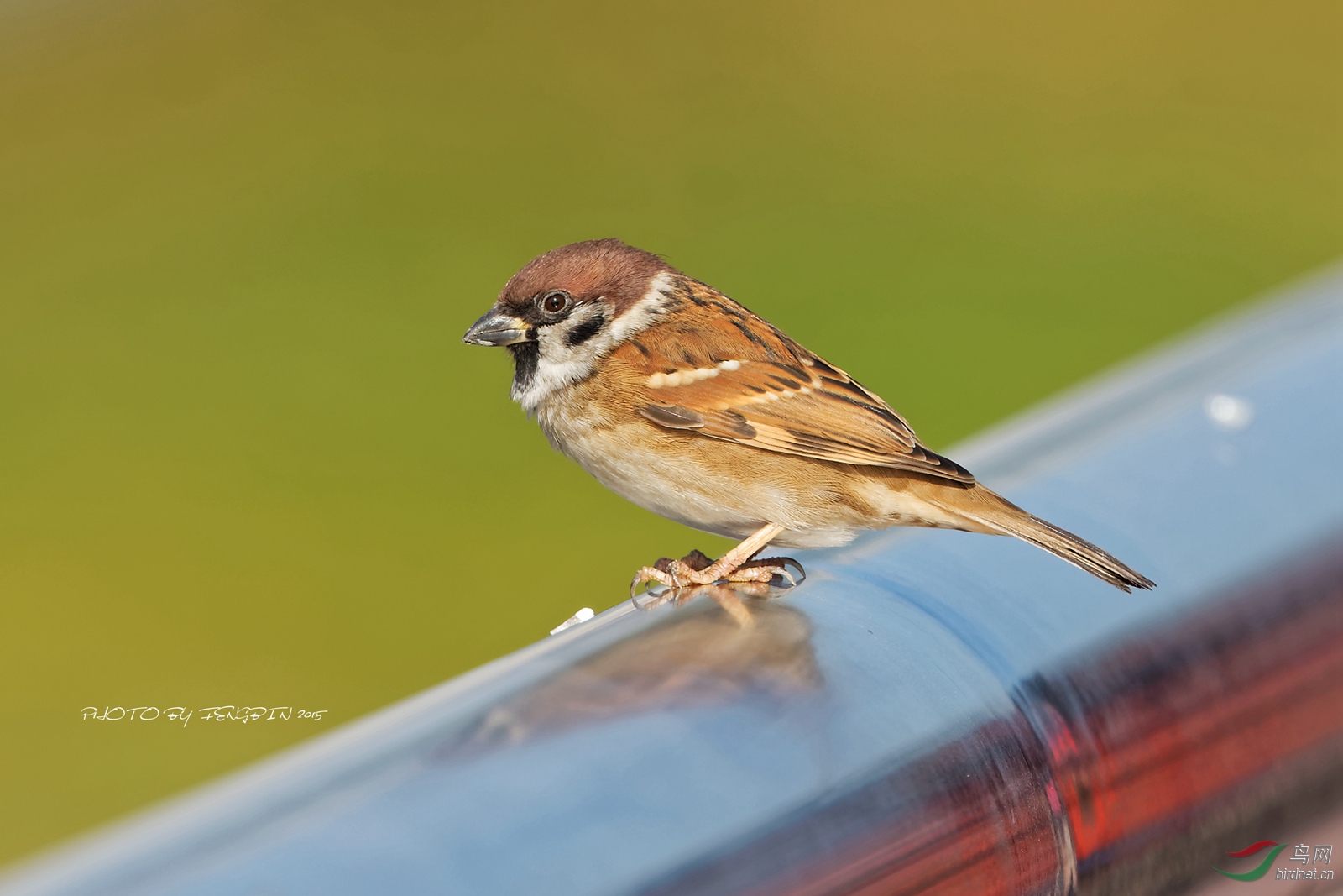 400doii大绿兔实拍欣赏
