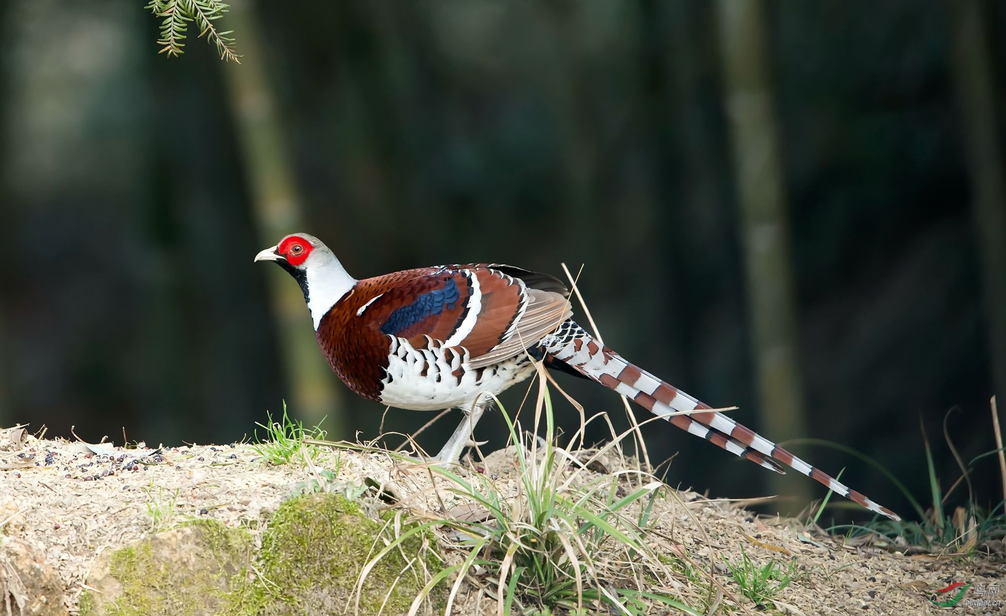 白颈长尾雉白颈长尾雉均峰山的明星