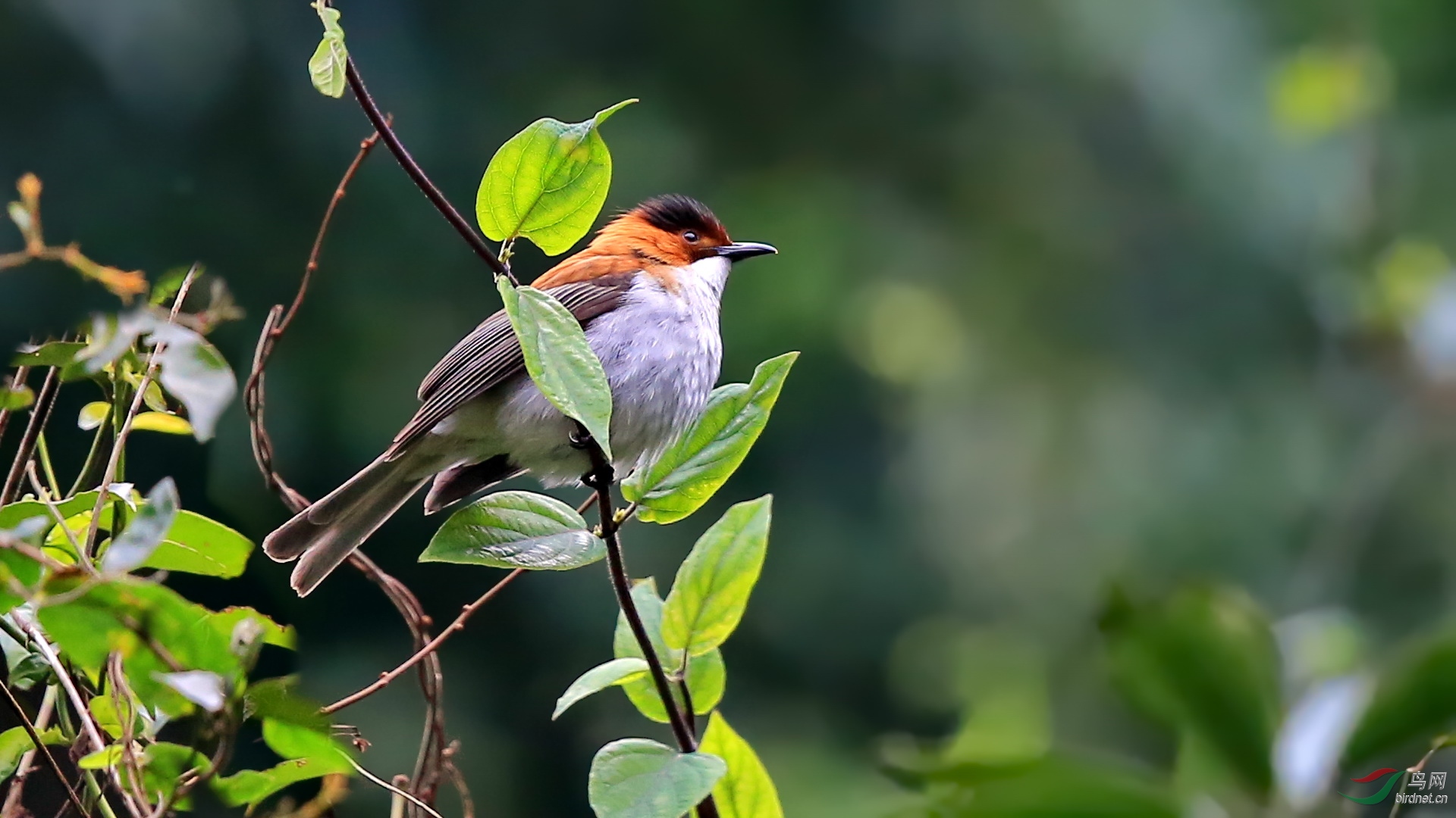 鸟20160212-18福州国家森林公园