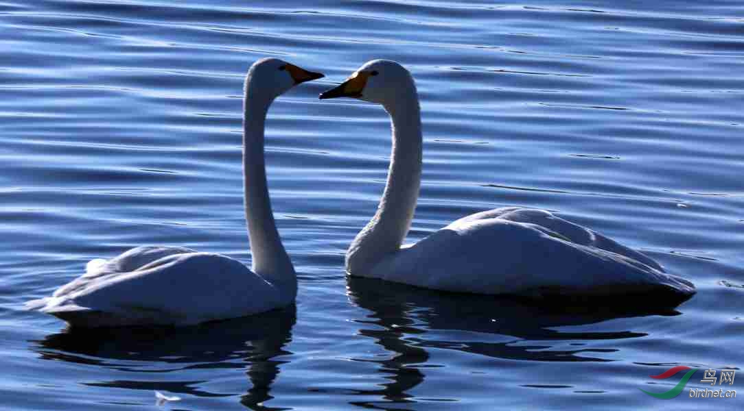 天鹅成双成对