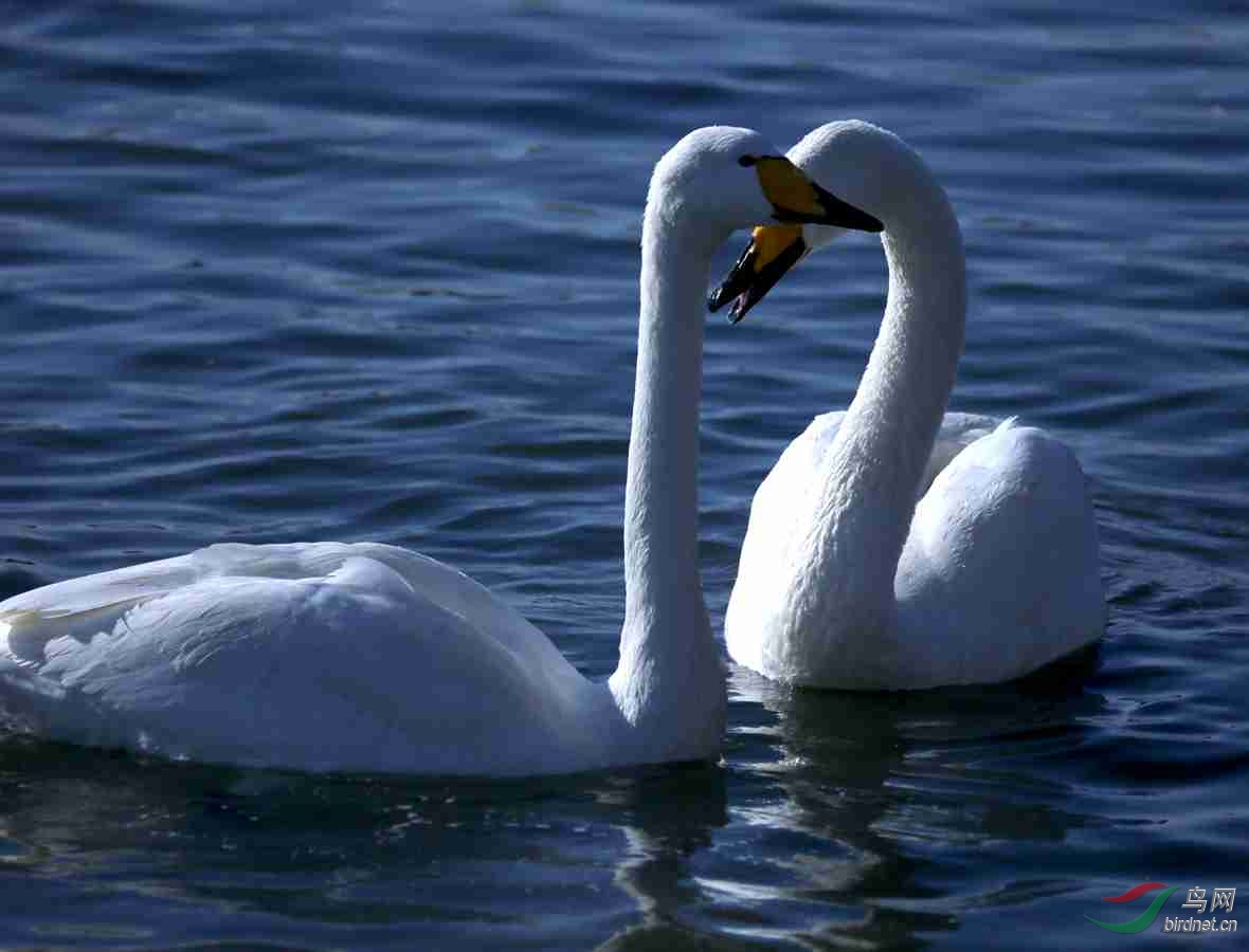 天鹅成双成对