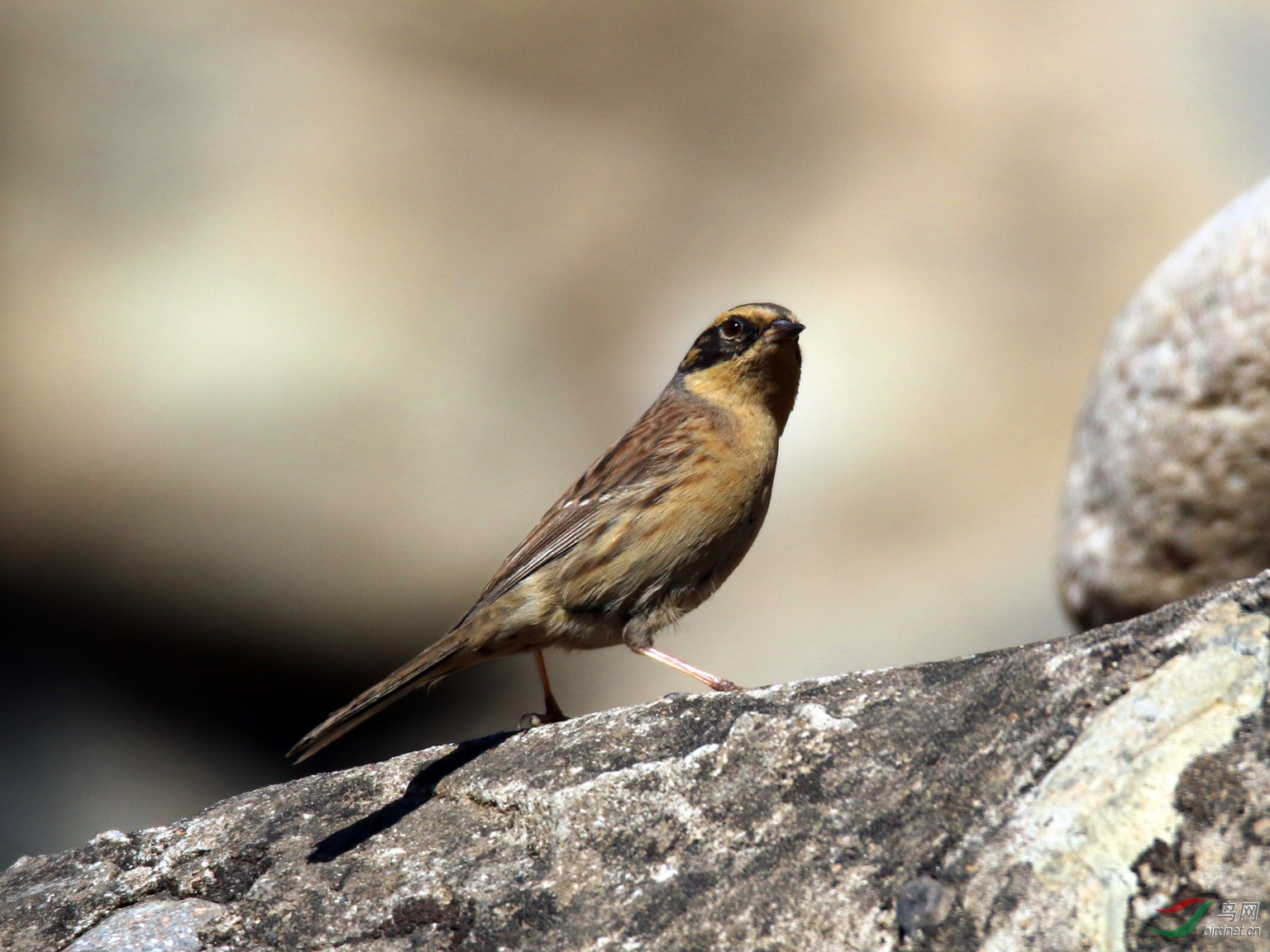 六渡棕眉山岩鹨,请老师指教!